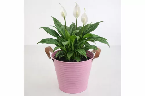 Kaspó bádog pink színű bőr füllel 16x18 cm