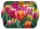 UZSONNÁS TÁLCA 21X14,3X2CM MŰA. TULIPÁN