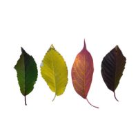 SZEZONÁLIS TERMÉKEK